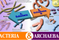 Antara Archaebacteria dan Eubacteria ✅ Perbedaan Archaebacteria dan Eubacteria: Implikasi dalam Penelitian dan Inovasi Biologi