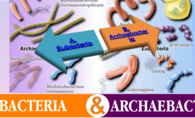 Antara Archaebacteria dan Eubacteria Antara Archaebacteria dan Eubacteria