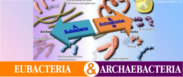 Antara Archaebacteria dan Eubacteria