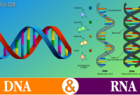 Perbedaan Antara DNA dan RNA - Pengertiannya ✅ Perbedaan DNA dan RNA: Struktur, Fungsi, dan Peran dalam Pewarisan Genetik