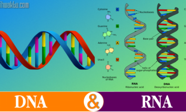 Perbedaan Antara DNA dan RNA - Pengertiannya Perbedaan Antara DNA dan RNA