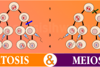 Perbedaan Antara Mitosis Dan Meiosis ✅ Penjelasan Tentang Perbedaan Antara Mitosis Dan Meiosis