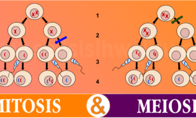 Perbedaan Antara Mitosis Dan Meiosis Perbedaan Antara Mitosis Dan Meiosis