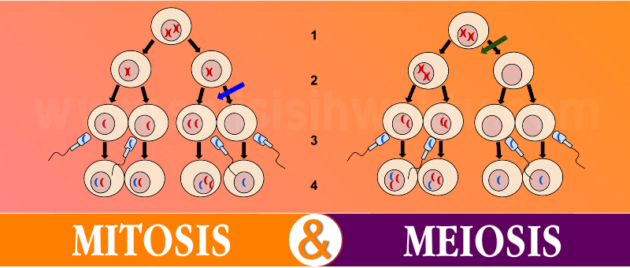 Perbedaan Antara Mitosis Dan Meiosis Perbedaan Antara Mitosis Dan Meiosis