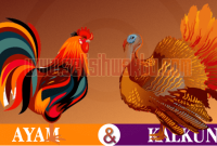 apa perbedaan ayam dan kalkun ✅ Perbedaan Ayam dan Kalkun: Karakteristik dan Manfaat Nutrisinya