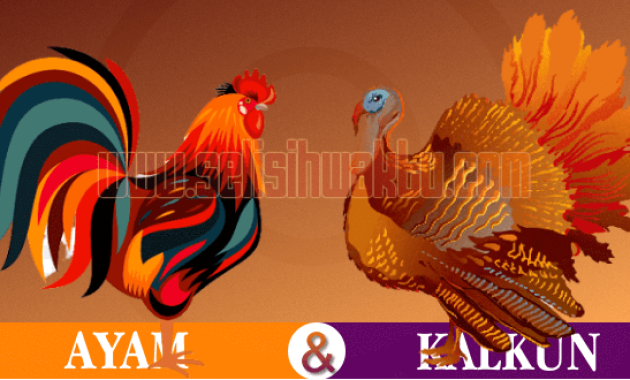 apa perbedaan ayam dan kalkun apa perbedaan ayam dan kalkun