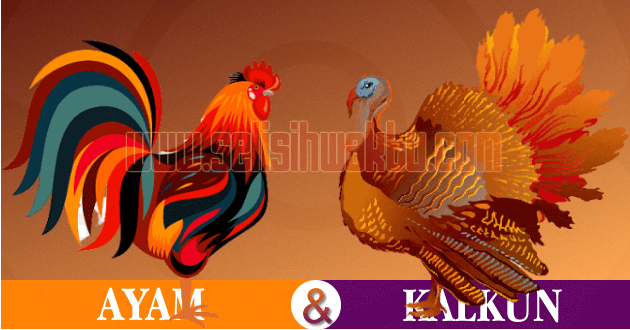 apa perbedaan ayam dan kalkun apa perbedaan ayam dan kalkun