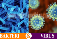 perbedaan bakteri dan virus ✅ Perbedaan Bakteri dan Virus: Karakteristik dan Cara Penyebarannya