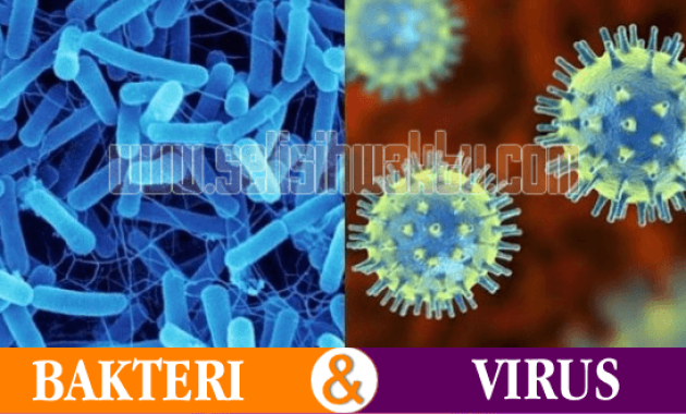 perbedaan bakteri dan virus perbedaan bakteri dan virus