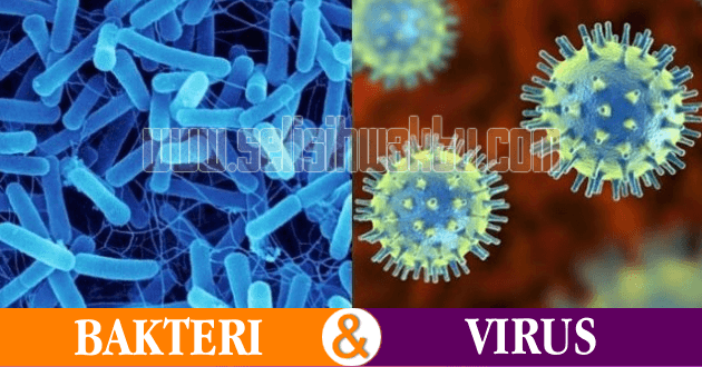 perbedaan bakteri dan virus perbedaan bakteri dan virus